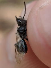Andrena erigeniae