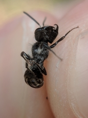Andrena erigeniae