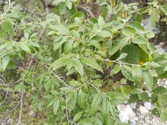 Neopringlea integrifolia