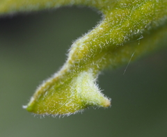 Andricus chinquapin