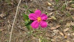 Hibiscus phoeniceus