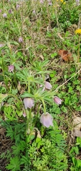 Pulsatilla dahurica