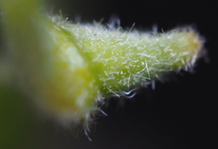 Andricus chinquapin