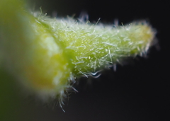 Andricus chinquapin
