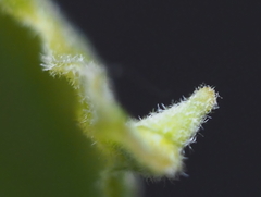 Andricus chinquapin