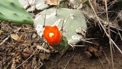Opuntia quitensis