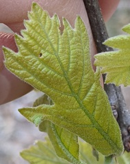 Andricus chinquapin