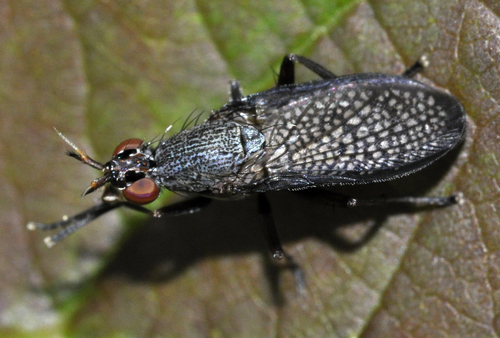 Coremacera marginata nuotrauka