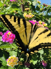 Papilio rutulus