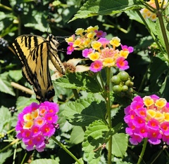Papilio rutulus