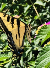 Papilio rutulus