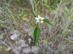 Lantana canescens