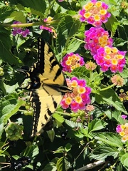 Papilio rutulus