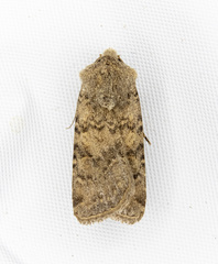 Euxoa scotogrammoides