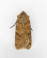 Euxoa scotogrammoides