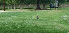 Buteo jamaicensis