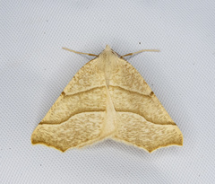 Pherne subpunctata