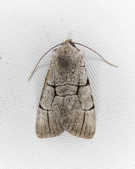 Sympistis ragani