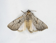 Sympistis ragani