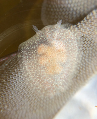 Corambe pacifica