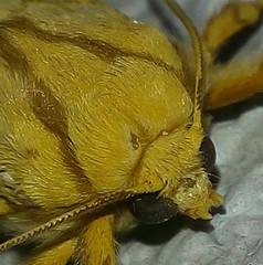 Lophocampa bicolor