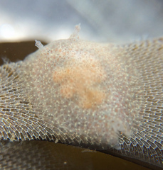 Corambe pacifica