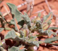 Acleisanthes diffusa