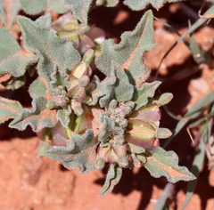 Acleisanthes diffusa