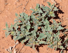 Acleisanthes diffusa