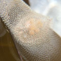 Corambe pacifica