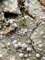 Pertusaria subambigens