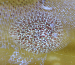 Corambe pacifica