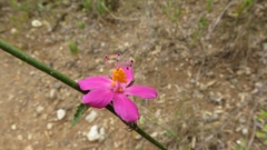 Hibiscus phoeniceus