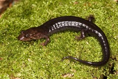 Desmognathus imitator