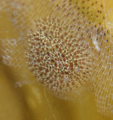 Corambe pacifica