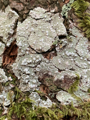 Pertusaria subambigens