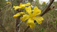 Tetrasida chachapoyensis