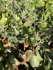 Cotoneaster pannosus