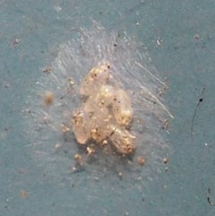 Ectopsocus meridionalis