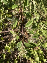 Cotoneaster pannosus
