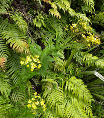 Senecio rufiglandulosus