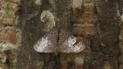 Hamadryas amphichloe