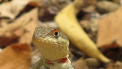 Microlophus arenarius