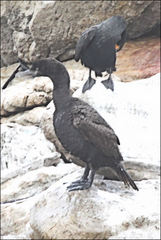 Phalacrocorax neglectus