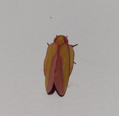 Psilopygida apollinairei