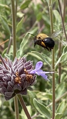 Habropoda tristissima