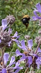 Habropoda tristissima