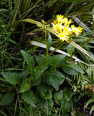 Senecio rufiglandulosus