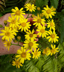 Senecio rufiglandulosus