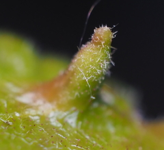 Andricus chinquapin